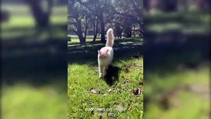 Скачать видео: Adorable Adventure Cat Loves Hiking and Starbucks Trips