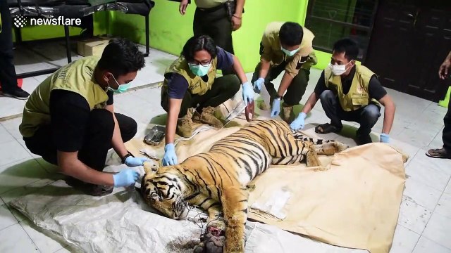Endangered Sumatran tiger in Indonesia found dead in wire trap