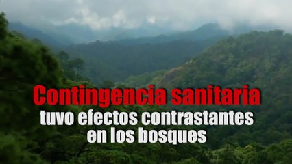 Contingencia sanitaria tuvo efectos contrastantes en los bosques: Conafor