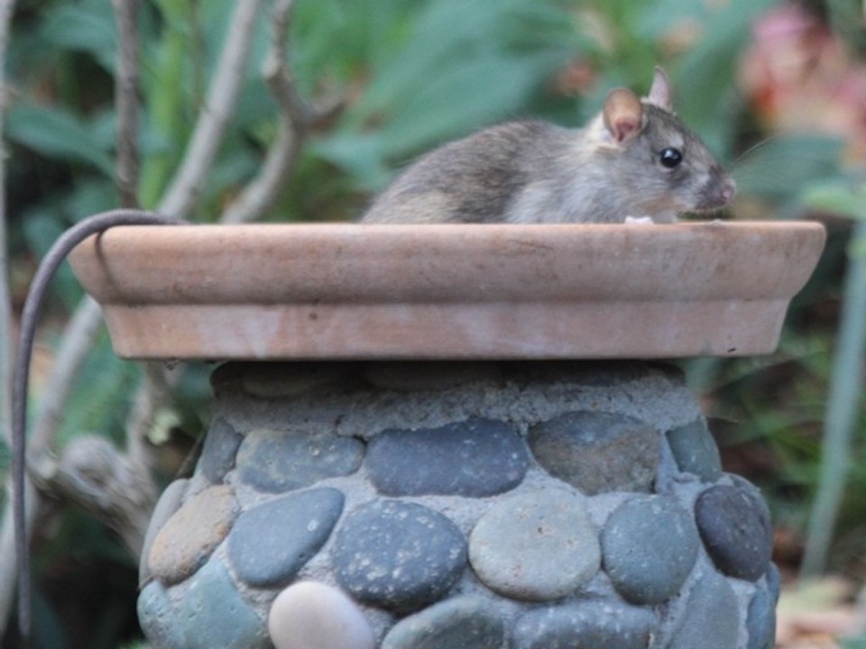 EWW! 7 repulsive things you need to know about roof rats - ABC15 Digital