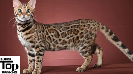 Top 10 Most Expensive Cat Breeds In The World 2020