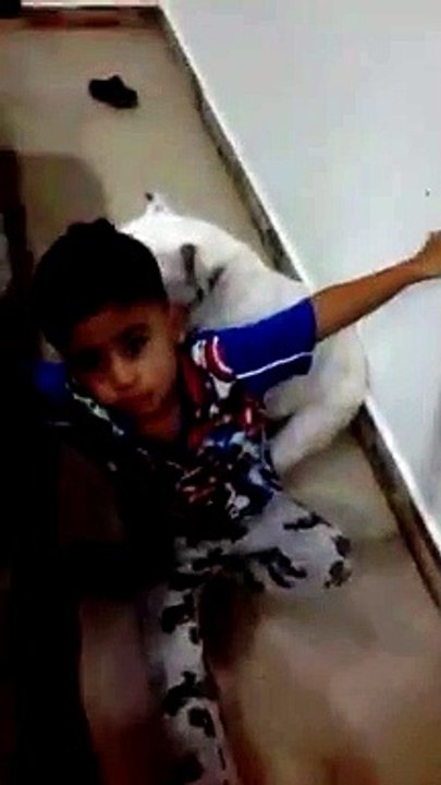 Un niño llora defendiendo a su mascota