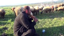 Kahramanmaraş’ta çobanlar sürüleriyle yaylaya çıktı