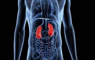 Alarm: Attention! Poor lifestyle can cause severe  damage to your kidneys