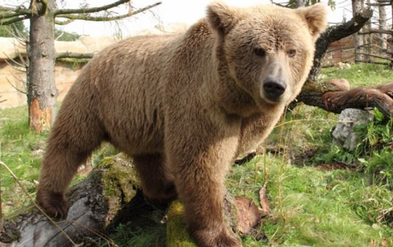 Rahasya: DNA probe into Yeti's bone and hair finally solves the mystery behind the mysterious creature