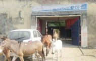 Uttar Pradesh: Donkeys detained for damaging plants in Jalaun district, walk free