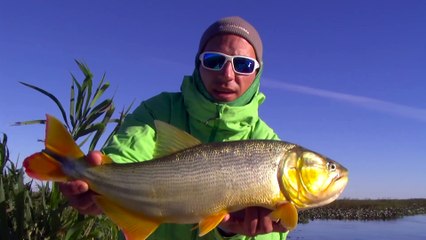 "Frenesí de dorados en aguas transparentes" Matias Jalil Fishing Show Cap 4