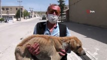 Açlıktan ölmek üzere olan hasta köpek barınağa teslim edildi
