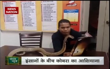Jungle News: Man in Phillippines has pet cobra in his home