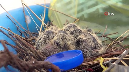 Ev sahibi yavru kumrular için bayram temizliğini erteledi