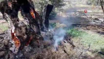 - KKTC'deki yangında 800 yıllık zeytin ağaçları yandı