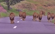 Caught on Camera: Lions roaming on road at Amreli in Gujarat