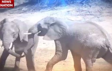 Jungle News: From the world of wildlife even strongest face challenges