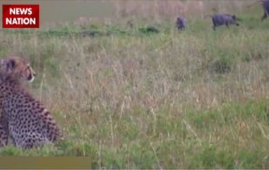 Jungle News: Cheetah runs away from wild boar