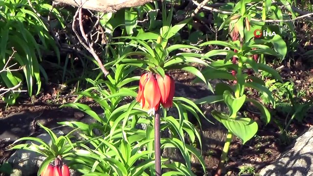Şırnak'ta ters laleler çiçek açtı, belediye başkanı koparılmaması konusunda vatandaşları uyardı