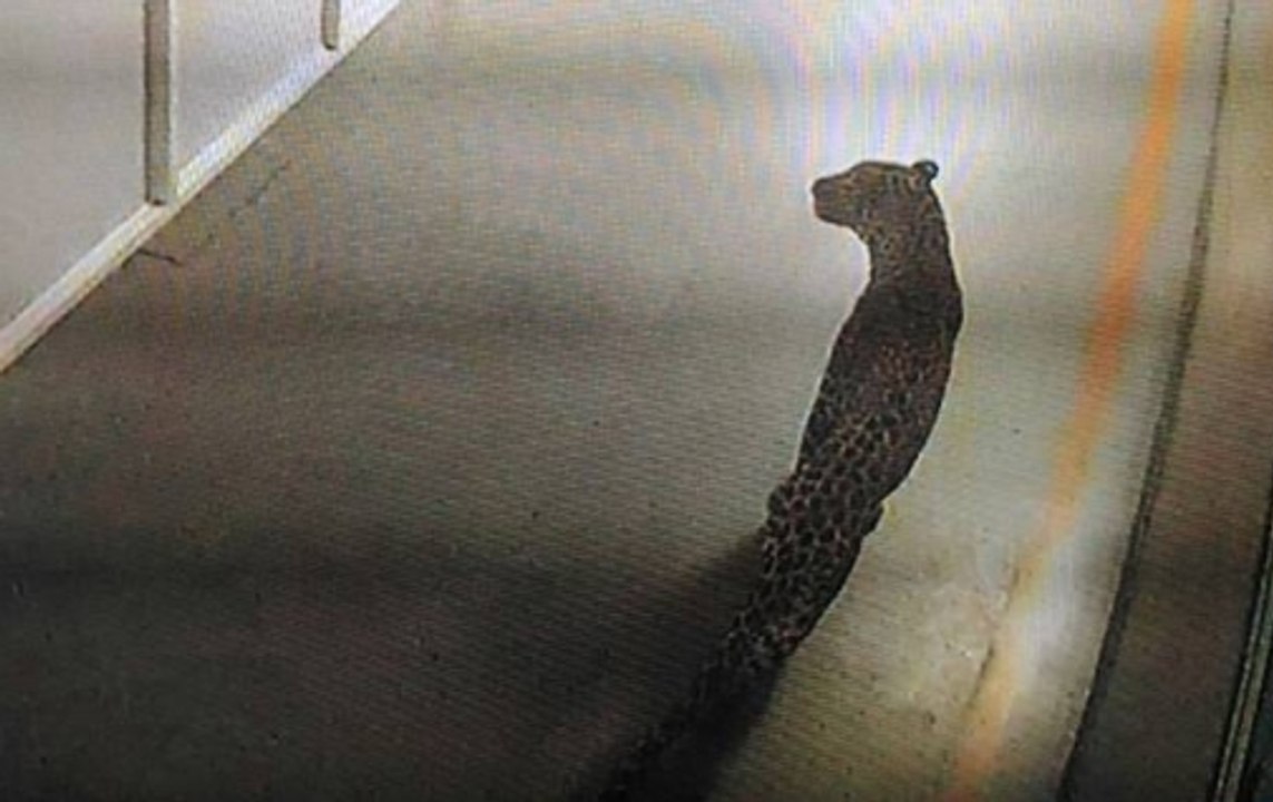 Gurugram: Leopard enters Maruti Suzuki plant, n...