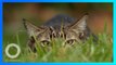 Peneliti Australia ungkap kekejaman kucing dibalik wajah imutnya - TomoNews