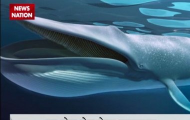 Blue Whale Game challenge: Jaipur boy flees from home, reaches Mumbai