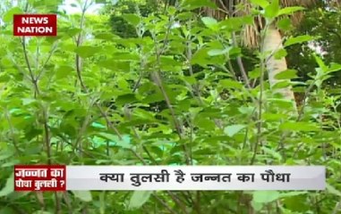 Tulsi is that 'Jannat Ka Paudha' mentioned in holy Quran: RSS