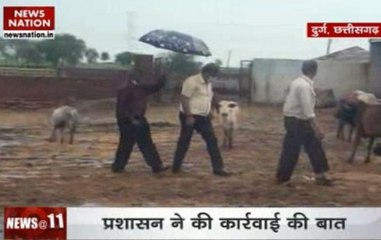 Chhattisgarh: 200 cows die because of starvation in cow shelter managed by BJP leader Harish Verma