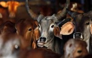 Man allegedly beaten for carrying beef in Nagpur's Bharsingi