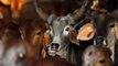 Man allegedly beaten for carrying beef in Nagpur's Bharsingi