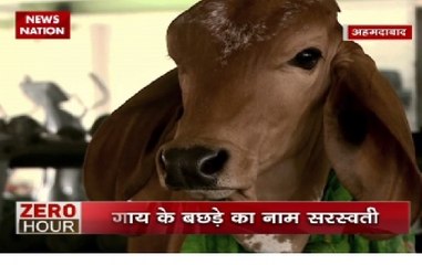 Vijay bhai from Ahmedabad treats cows as his mother