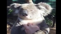 Funny koala at relax time . This koala loves to sleep and relax even when he sleeps and longs for sleep