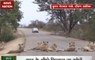 Jungle News: Lions block highway near Kruger National park, South Africa