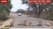 Jungle News: Lions block highway near Kruger National park, South Africa