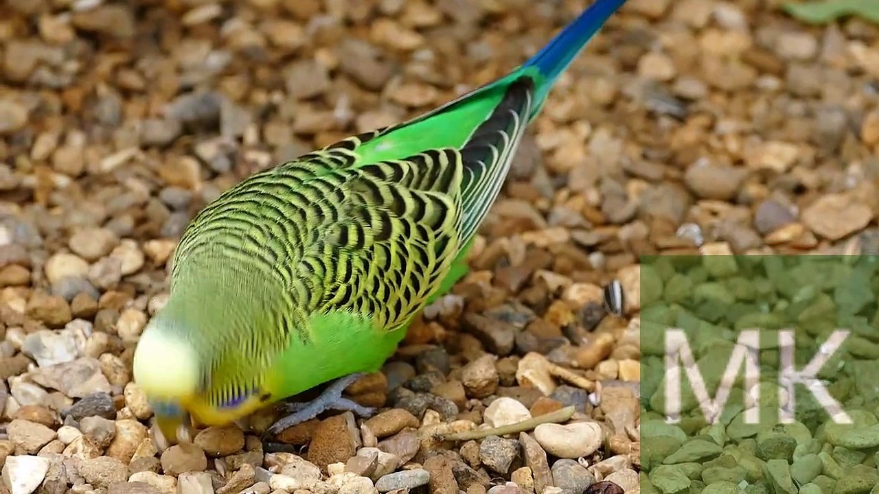 Funny Animals Compilaton