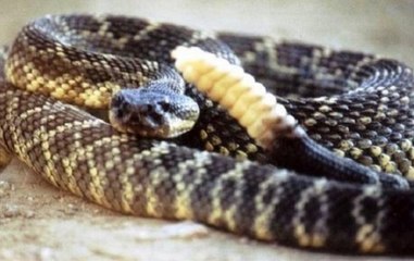 Speed News:  Snake venom worth `12 cr recovered, one arrested from S Dinajpur