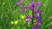 Çiçek Açan Yabani Orkideler Görsel Şölen Sunuyor
