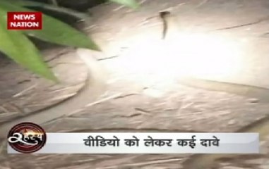 Watch video to know the mysterious truth behind 'Nagmani'