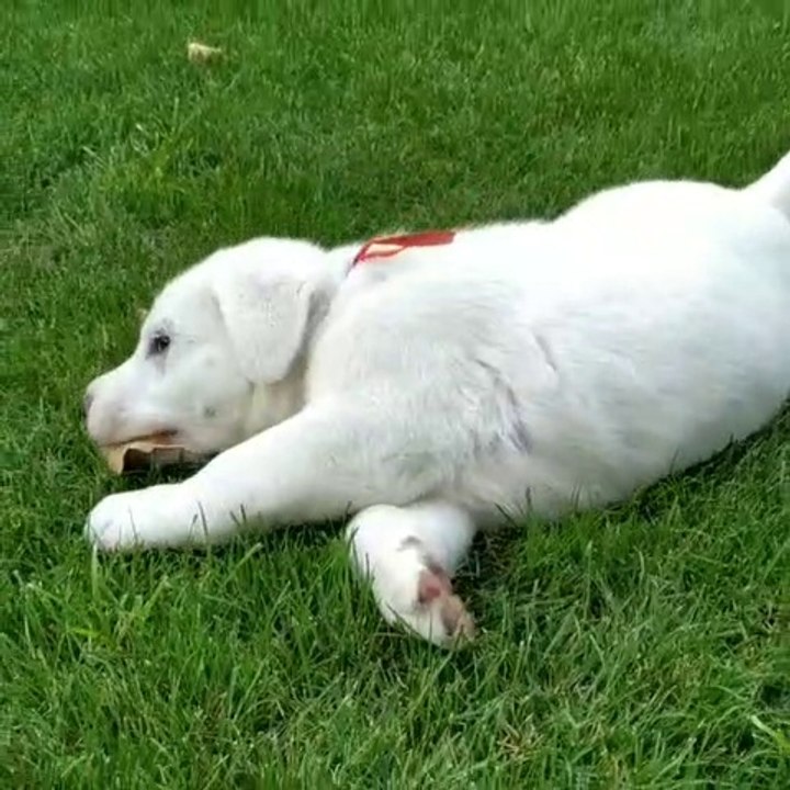 COBAN KOPEGi YAVRUSUNUN SEViMLi HALLERi - CUTE SHEPHERD DOG PUPPY