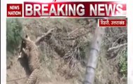Leopard dies after being trapped in fences in Uttarakhand