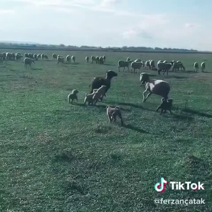 COBAN KOPEGi YAVRULARI EGiTiMDE - ANATOLiAN SHEPHERD DOG PUPPiES