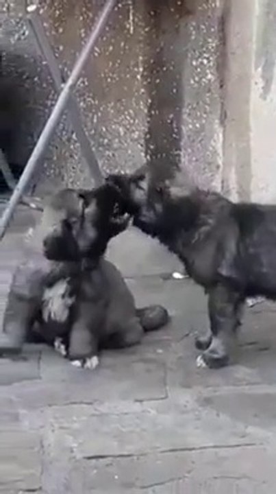 KAFKAS COBAN KOPEGi YAVRULARININ SEViMLiLiGi - CUTE CAUCASiAN SHEPHERD DOG PUPPiES