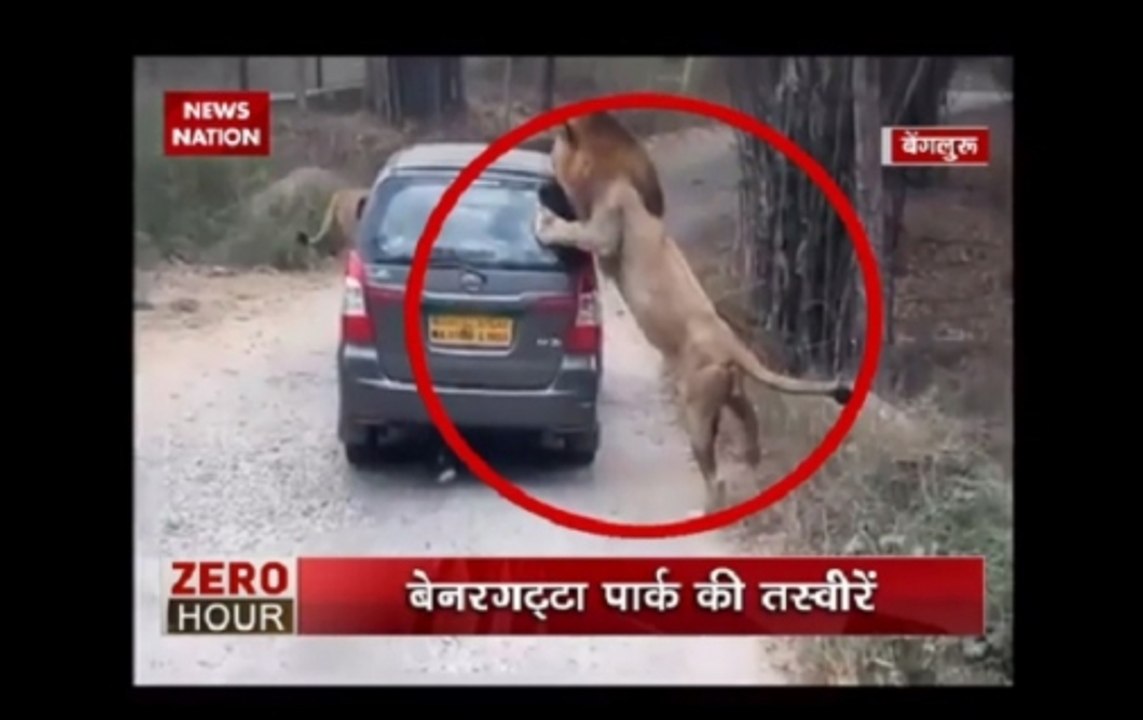 Jungle Lion in Zero Hour: Lion tries to catch car