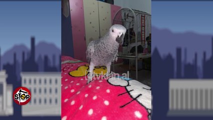 Stop - Hitparade i absurdit shqiptar! (18 maj 2020)