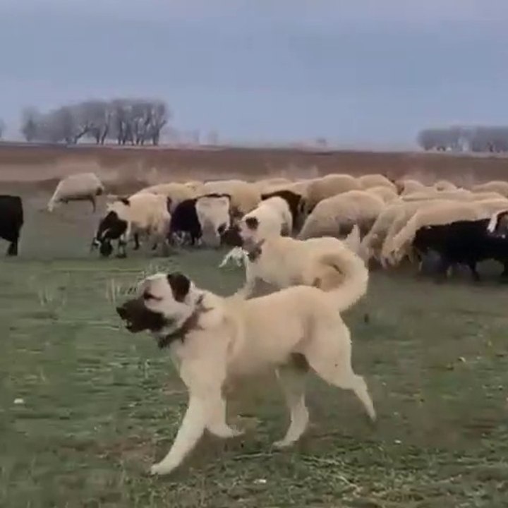 KANGAL KOPEKLERi GOREVLERiNDE PUR DiKKAT - KANGAL SHEPHERD DOGS at MiSSiON