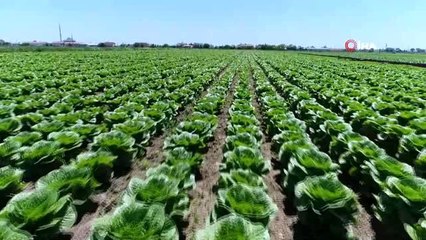 Konya çiftçisinin marul üretim hedefi yükseliyor