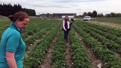 Geoff the Harris Hawk.