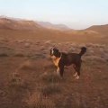 SERT VE TETiKTE iRAN COBAN KOPEKLeRi - VERY ANGRY PERSiAN SHEPHERD DOGS