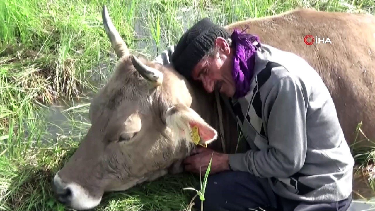 Tek geçim kaynağı bataklığa saplandı... 2 gecedir bataklığa saplanan ineğinin yanından ayrılmıyor