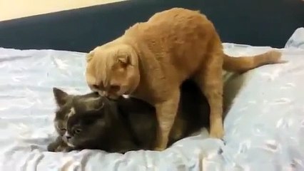 Just imagine if girls fight like this