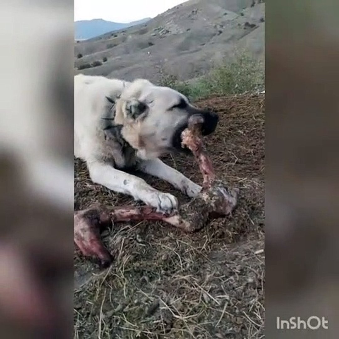 Sivas KANGAL KOPEGiNDEN KEMiK SESLERi - KANGAL SHEPHERD DOG SOUNDS BONE