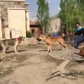 iRAN COBAN KOPEKLERi SERT ATISMA - PERSiAN SHEPHERD DOGS VS