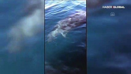 Yalancı katil balinalar Kuzey Ege'de ilk kez görüldü! Uzmanlardan açıklama