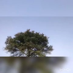 नलखेड़ा और सुसनेर क्षेत्र के आस पास टिड्डी दल ने मचा रखा है आतंक